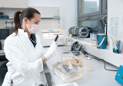 Female scientists handles laboratory mouse