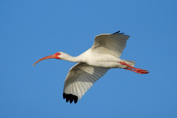 White Ibis flying in blue sky