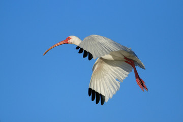 White Ibis flying in blue sky