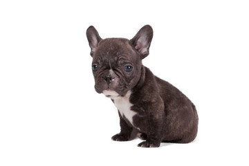 French bulldog puppy