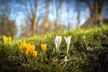 Fotobehang Krokus Frühling  © minzpeter