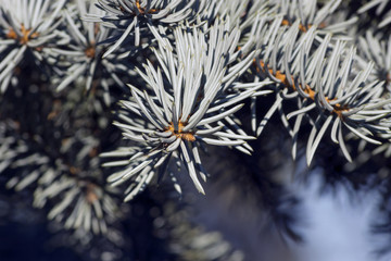 Naklejka na ściany i meble beautiful coniferous twig in detail with background blur