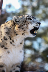 Snow Leopard (Panthera uncia)