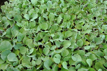 semis de plantes potagères