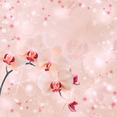 Phalaenopsis orchid on abstract background