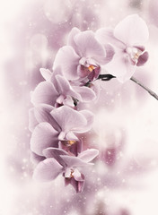 Pink orchids on light abstract background. Toned image