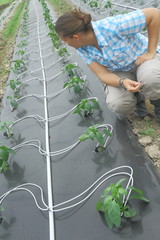 Conseil en agronomie