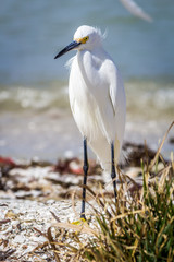 Egret on the Beach