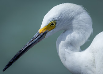 Egret on the Beach