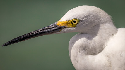 Egret on the Beach