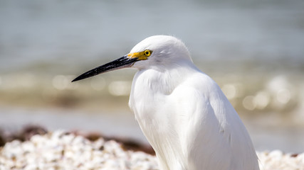 Egret on the Beach