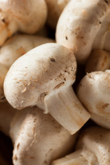 Raw Organic White Mushrooms