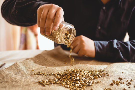 Male Miner Sitting At Table And Pouring Gold Out Of Glass Jar