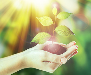 Plant in hands on sunny nature background