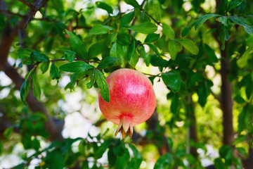Tree branch with ripe and red pomegranate fruit