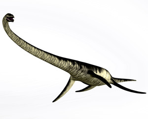 Obraz premium Elasmosaurus Reptile on White