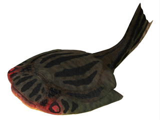 Drepanaspis Fish over White