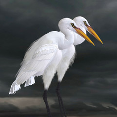 Great Egret