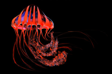 Red Blue Striped Jellyfish