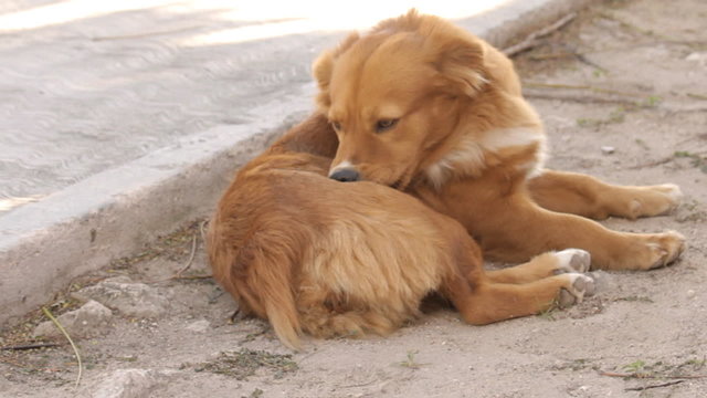 Homeless Dog Biting Fleas