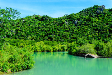 mangrove forest and blue river