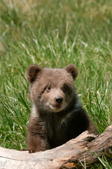 Naklejka na ściany i meble Grizzly bear cub sitting on the log