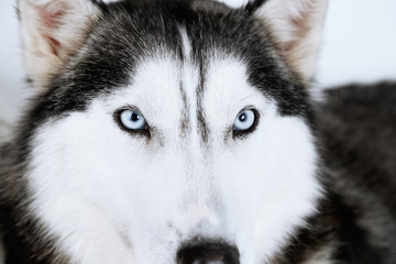 Beautiful cute husky, close up
