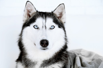 Beautiful cute husky, close up