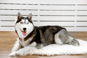 Beautiful cute husky lying on carpet in room