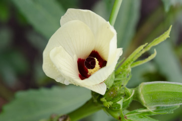 オクラの花