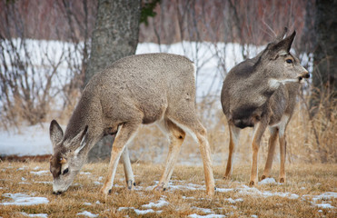 Young Spring Deer