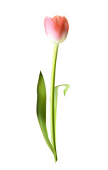 Beautiful Pink Realistic Tulip Vector Illustration