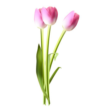 Beautiful Pink Realistic Tulip Vector Illustration