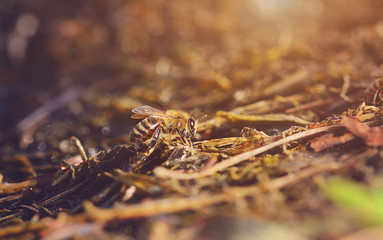 Closeup photo of honey bee