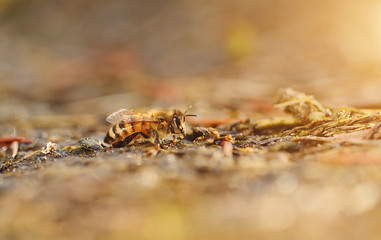 Closeup photo of honey bee a sunny day