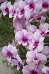 orchid flowers with the nature