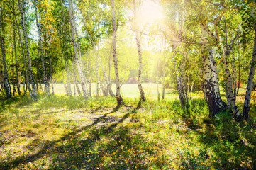 Green birch forest in the sunshine