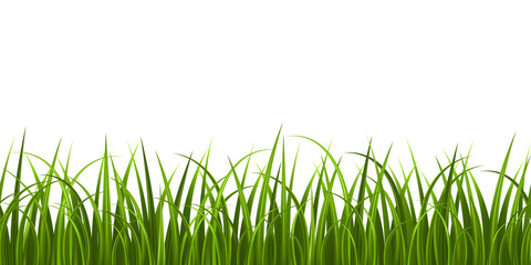 Grass seamless on white background - 79668171