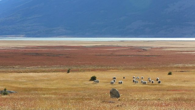 Herd of goats grazing in patagonian farmland
