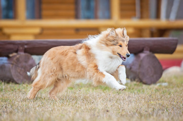 Rough collie dog running in the yard
