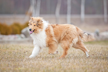 Rough collie dog running in spring