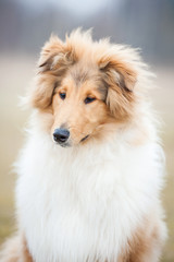 Portrait of young rough collie dog