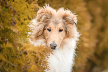 Portrait of rough collie dog in the bush