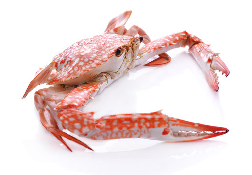 Red Crab Isolated On White Background