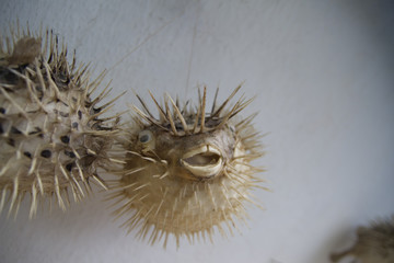Fugu © lucid_dream
