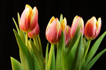 Tulpen