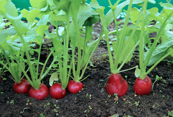 Ripe oval red radish