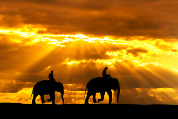 Fototapeta na wymiar silhouette elephants on sunset in thailand