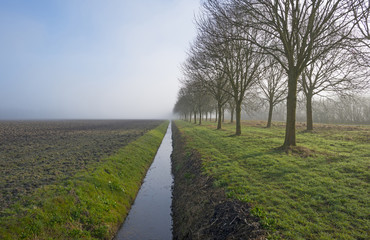 Bare trees under a foggy sky in winter
