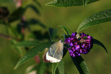Kohlweißling - Schmetterlingsflieder